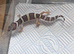Beautiful leopard gecko babies x2