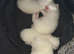 Ragdoll