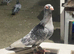 Syrian pigeons for sale in Grimsby