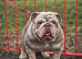 Rocco for stud