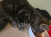 Two little kittens for sale (females)