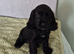 Stunning cocker spaniel puppies