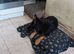 11month old Germanshepherd forsale