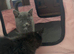 Mainecoon cross ragdoll kittens ready now