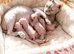STUNNING SPHYNX ELF/CANADIAN KITTENS