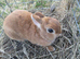 netherland dwarf female