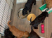 Irish doodle puppies