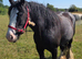 14hh mare
