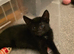 Beautiful fluffy, Bengal cross, male and female kittens