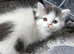 Lovely Scottish fold and straigh kittens