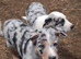 Farm border collie puppies