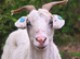 3 goats for sale