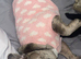 Gucci frenchbulldog
