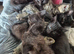 7 kittens for sale