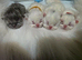 BEAUTIFUL PERSIAN FLAT-FACE KITTENS LOOKING FOR THEIR FOREVER HOMES