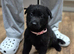 German shepard puppies