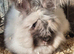 Ready now! Angora x Netherland dwarf