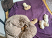 Cavachon puppies for sale