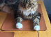 Maine coon