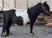 Registered mini mare