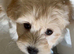 Stunning Black Maltipoo Puppies DNA Health Tested Clear Parents