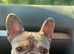 Beautiful French bulldog