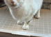 3 year old female coco