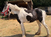 Cob gelding yearling