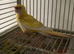 Baby Redrump parakeet