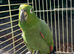 Tame and talking mealy Amazon