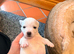 Mini jack russell puppies