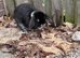 Mini lop