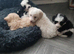 Beautifully bordoodle pups