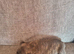 *** ALL RESERVED*** BEAUTIFUL STAFFIE PUPPIES &ndash; 5 AVAILABLE