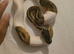 pastel pied ph ultramel clown