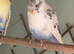Young budgies