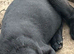 Labrador x Rottweiler
