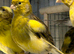 2 Male Fife Canary's
