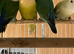 Lovebirds