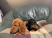 Kc Registered miniature Long Haired Dachshund pups
