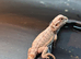 Baby bearded dragons (mixed)