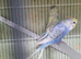 This years baby budgies.