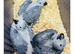 Breeding pair of African greys