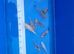 Japanese koi mixed variety collection ip2