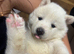 Lovley Akita Japananese