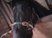 I have lovely gelding for sale