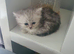 Persian kittens