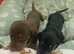 Beautiful dachshund puppies