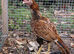 Aseel 3 stags 6 hens 9 months old