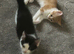 Two beautiful boys available